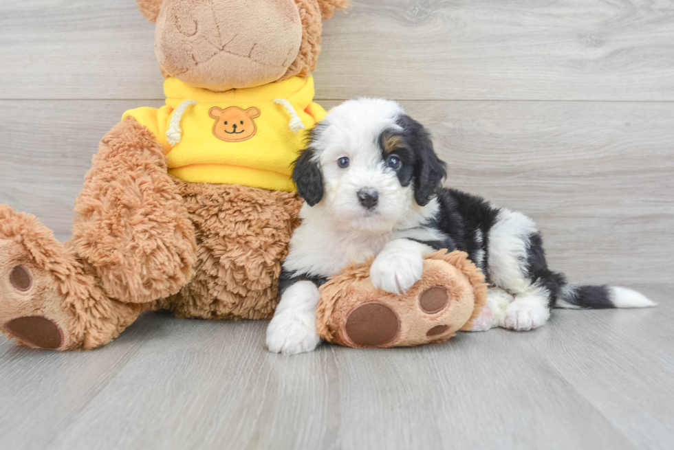 Best Mini Bernedoodle Baby