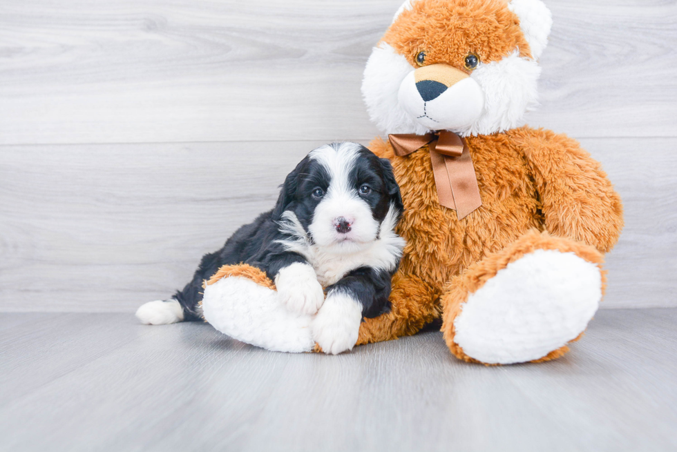 Funny Mini Bernedoodle Poodle Mix Pup