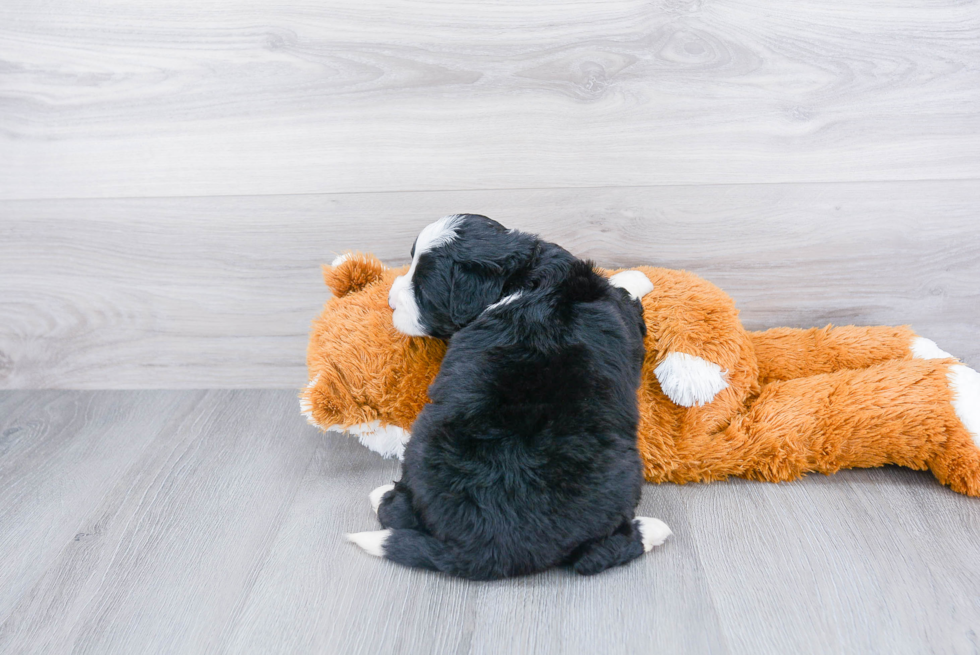 Happy Mini Bernedoodle Baby