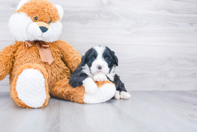 Petite Mini Bernedoodle Poodle Mix Pup