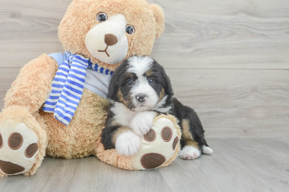 Mini Bernedoodle Pup Being Cute