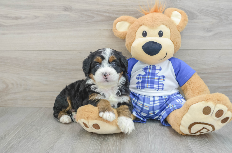 5 week old Mini Bernedoodle Puppy For Sale - Premier Pups