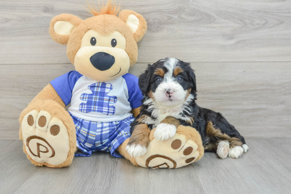 Petite Mini Bernedoodle Poodle Mix Pup