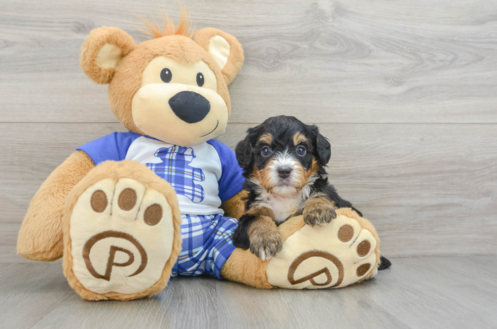 5 week old Mini Bernedoodle Puppy For Sale - Premier Pups