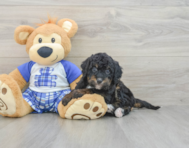8 week old Mini Bernedoodle Puppy For Sale - Premier Pups