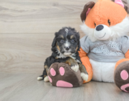 5 week old Mini Bernedoodle Puppy For Sale - Premier Pups