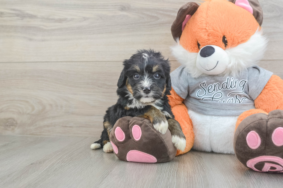 5 week old Mini Bernedoodle Puppy For Sale - Premier Pups