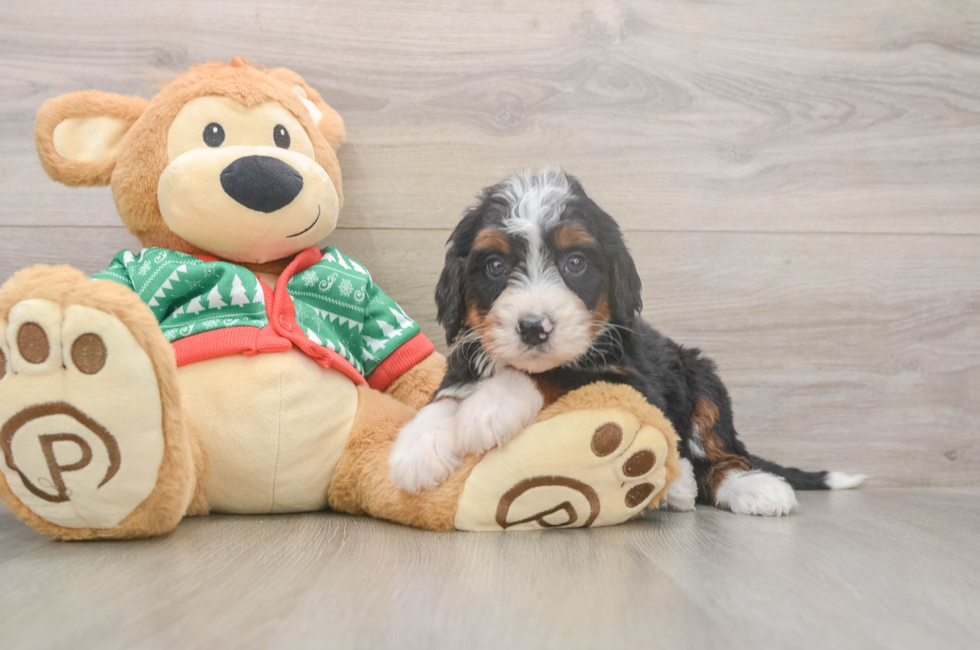5 week old Mini Bernedoodle Puppy For Sale - Premier Pups