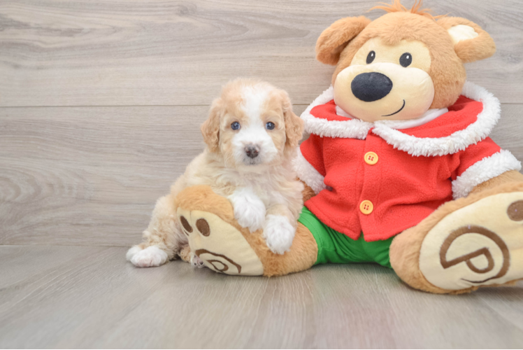 Mini Bernedoodle Puppy for Adoption