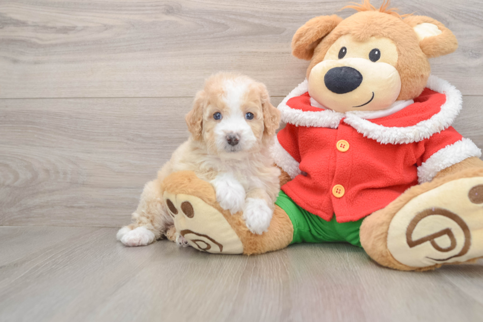 Mini Bernedoodle Puppy for Adoption