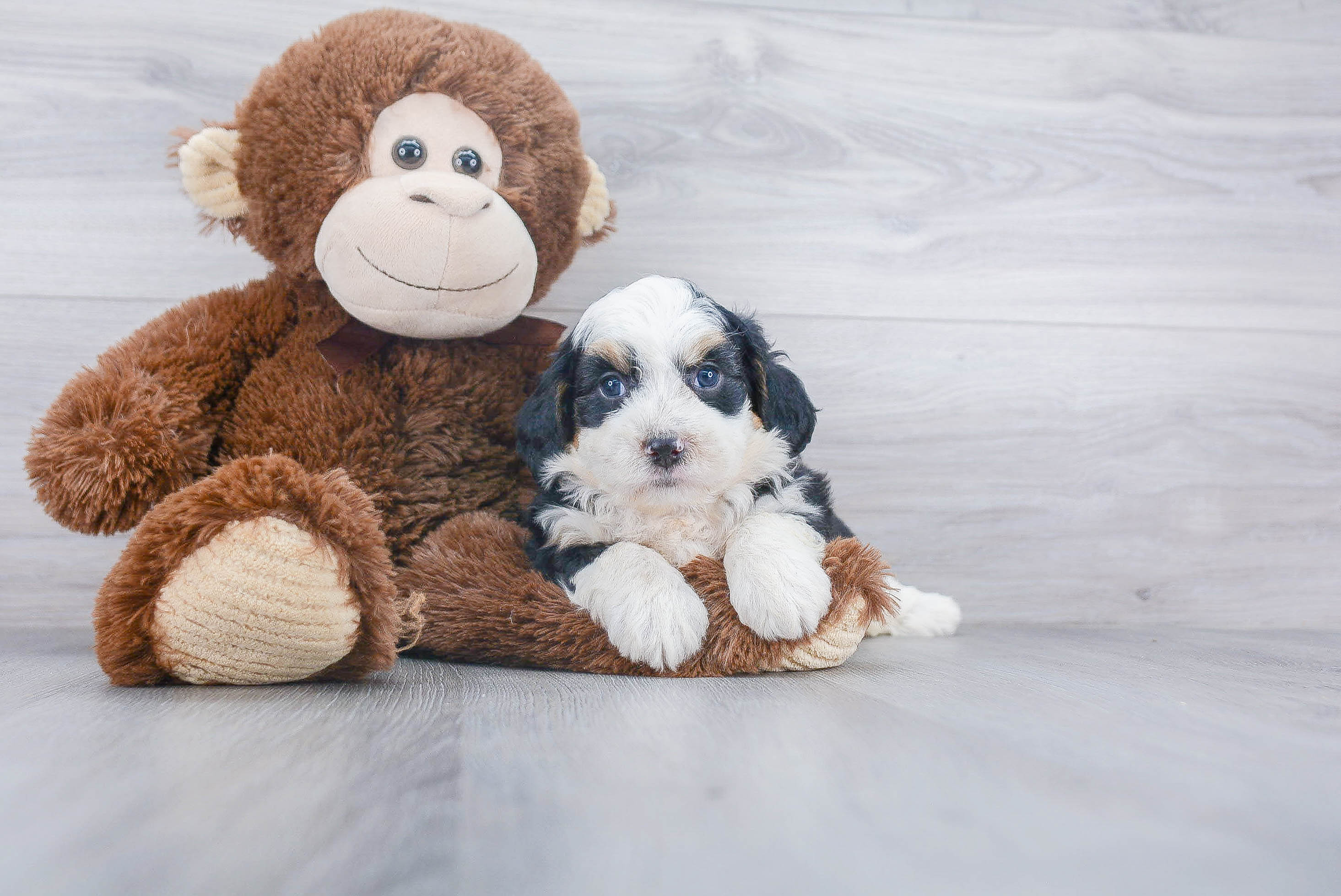 Adorable Bernadoodle Poodle Mix Puppy