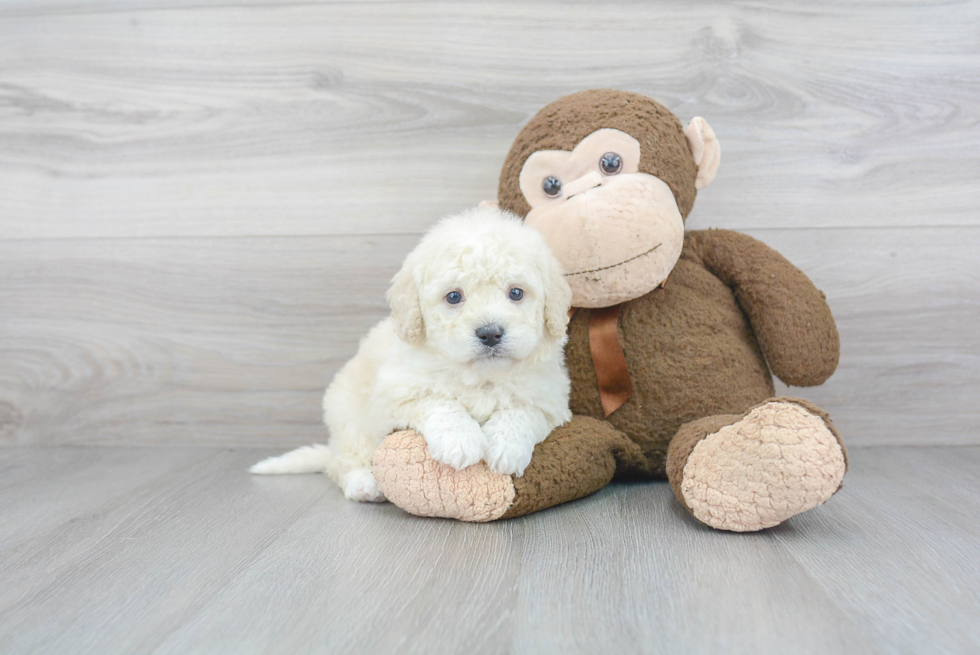 Mini Bernedoodle Pup Being Cute