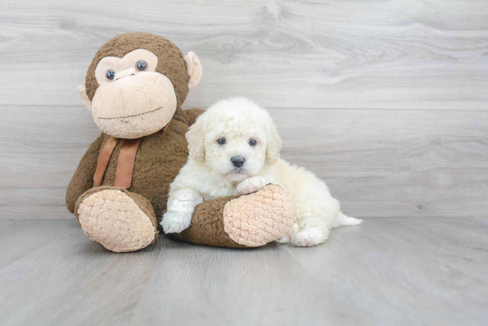 Popular Mini Bernedoodle Poodle Mix Pup