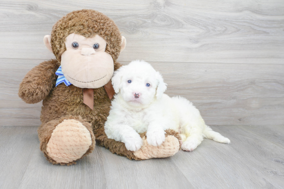 Popular Mini Bernedoodle Poodle Mix Pup