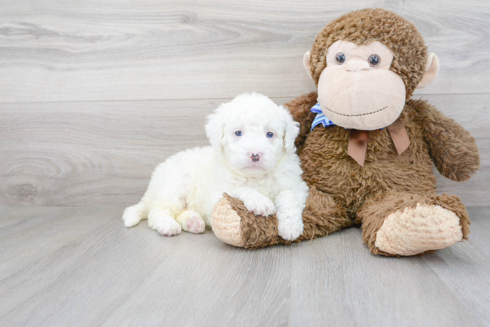 Funny Mini Bernedoodle Poodle Mix Pup