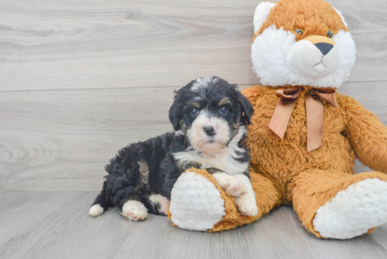 Mini Bernedoodle Pup Being Cute