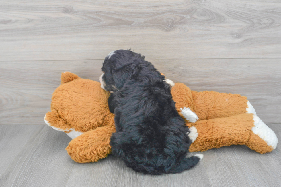 Adorable Bernadoodle Poodle Mix Puppy