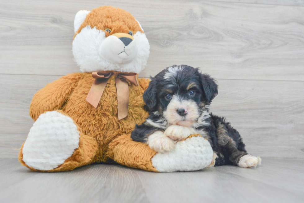 Smart Mini Bernedoodle Poodle Mix Pup