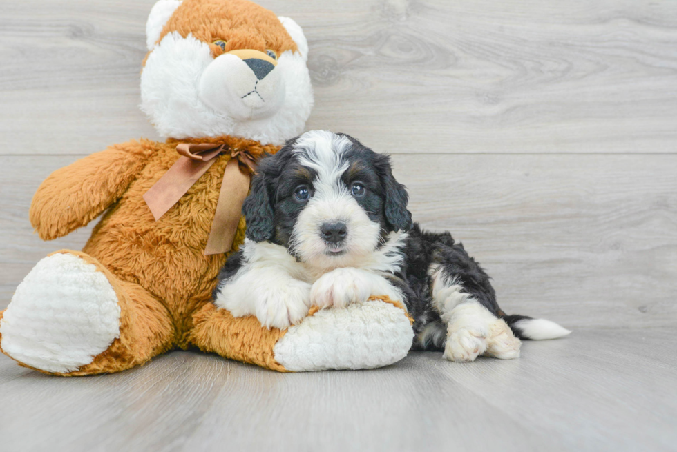 Mini Bernedoodle Puppy for Adoption