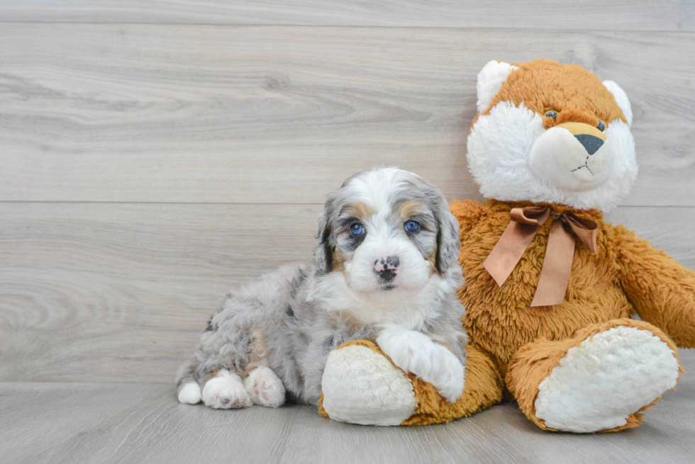 Fluffy Mini Bernedoodle Poodle Mix Pup