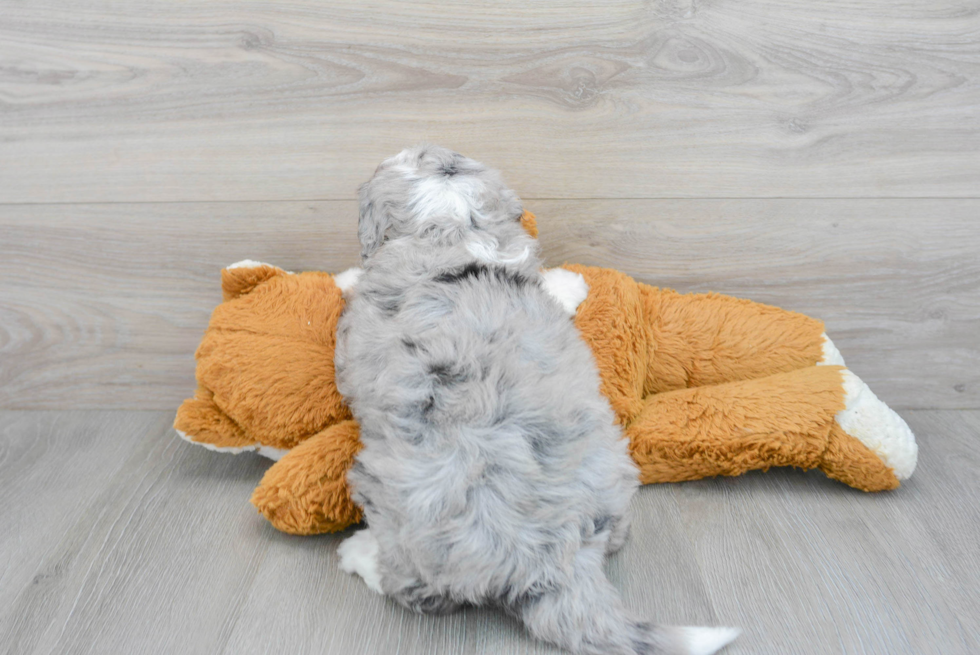 Mini Bernedoodle Pup Being Cute