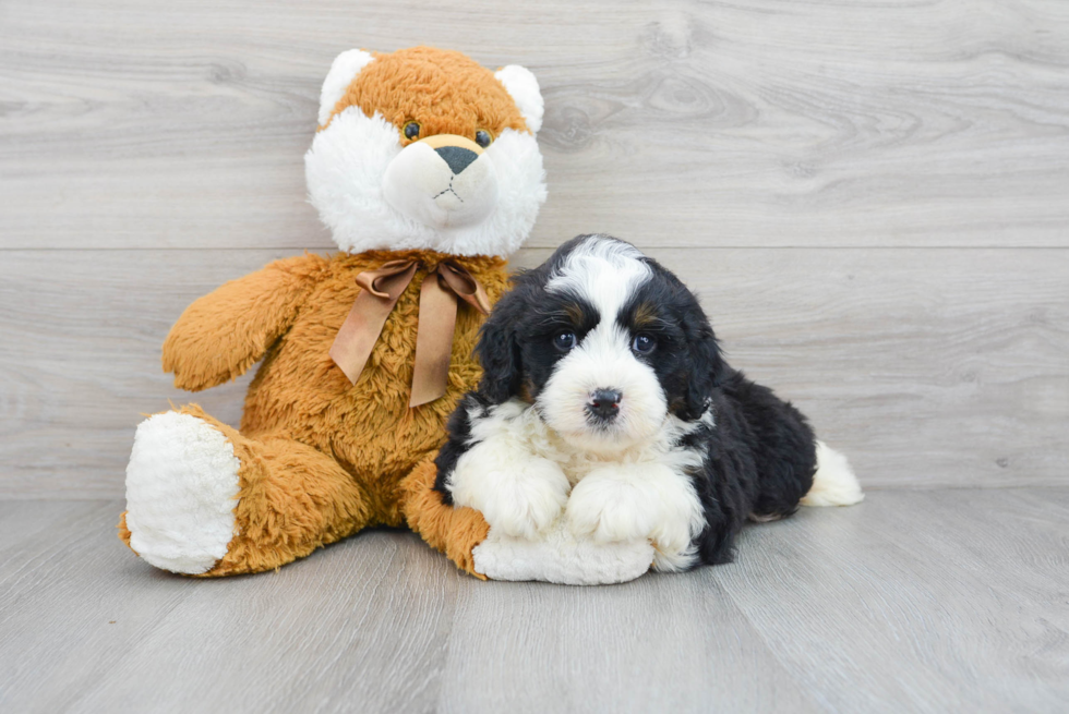 Popular Mini Bernedoodle Poodle Mix Pup