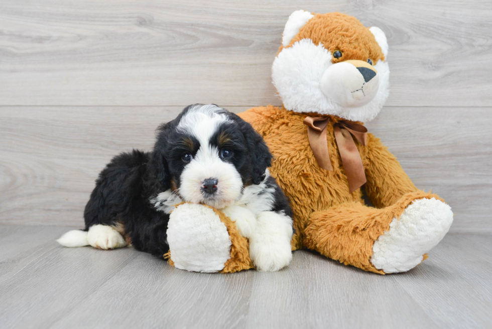 Mini Bernedoodle Pup Being Cute