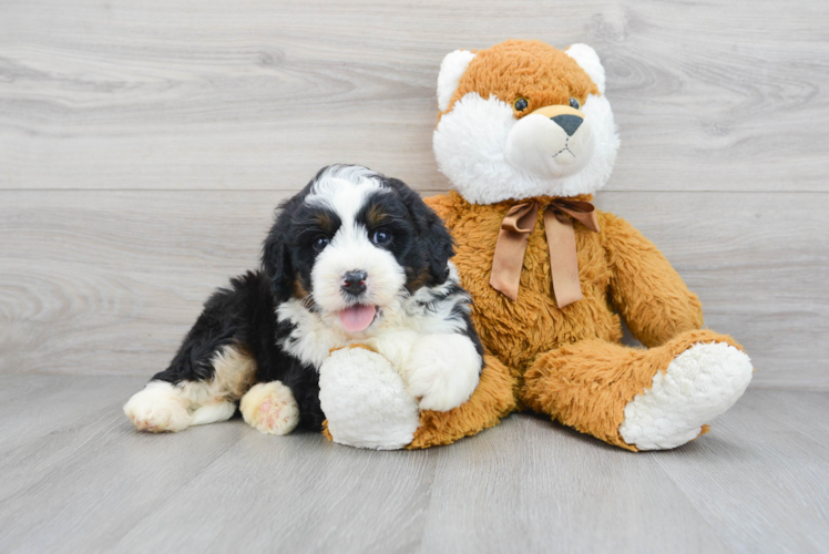 Mini Bernedoodle Pup Being Cute