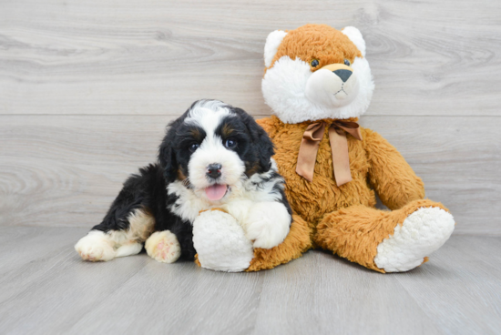 Mini Bernedoodle Pup Being Cute