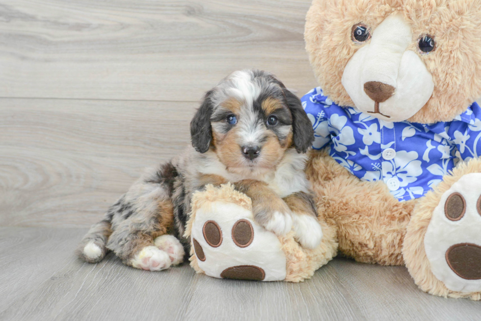 Mini Bernedoodle Pup Being Cute