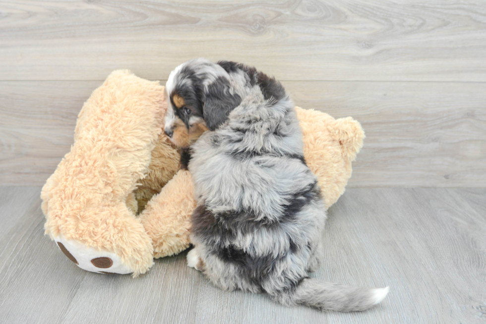 Energetic Mini Berniedoodle Poodle Mix Puppy