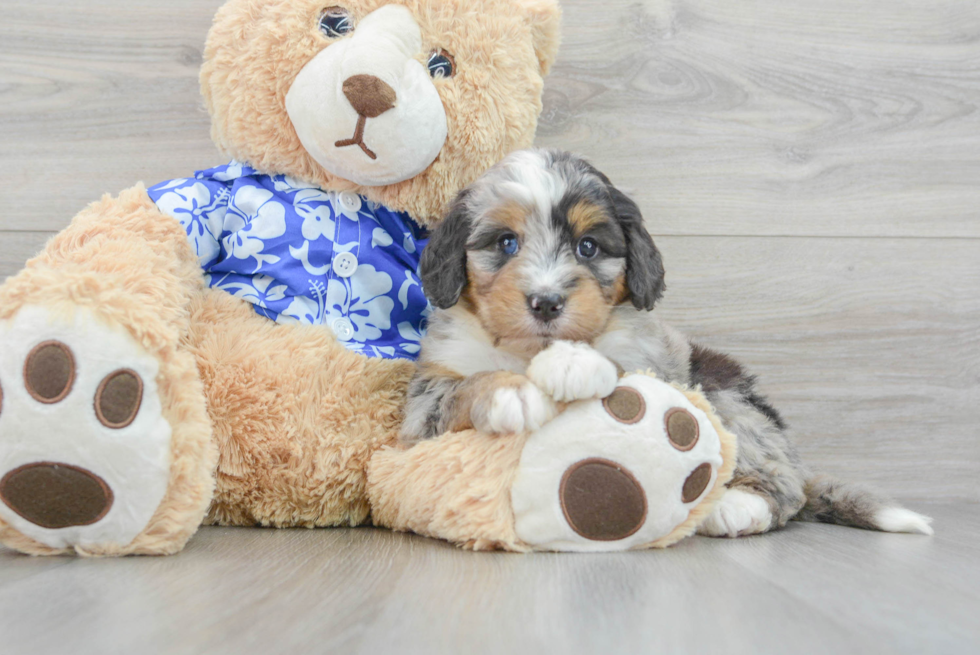 Energetic Mini Berniedoodle Poodle Mix Puppy