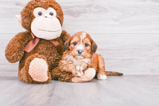 Best Mini Bernedoodle Baby