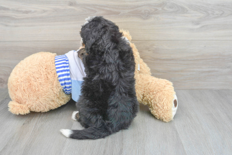 Sweet Mini Bernedoodle Baby