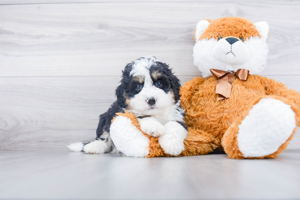 Popular Mini Bernedoodle Poodle Mix Pup