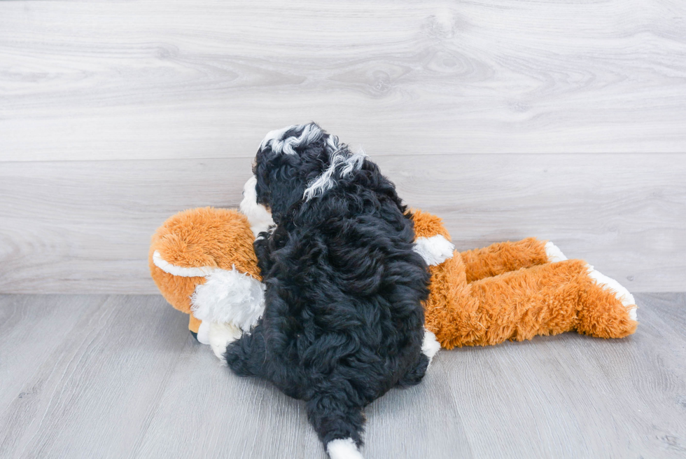 Best Mini Bernedoodle Baby