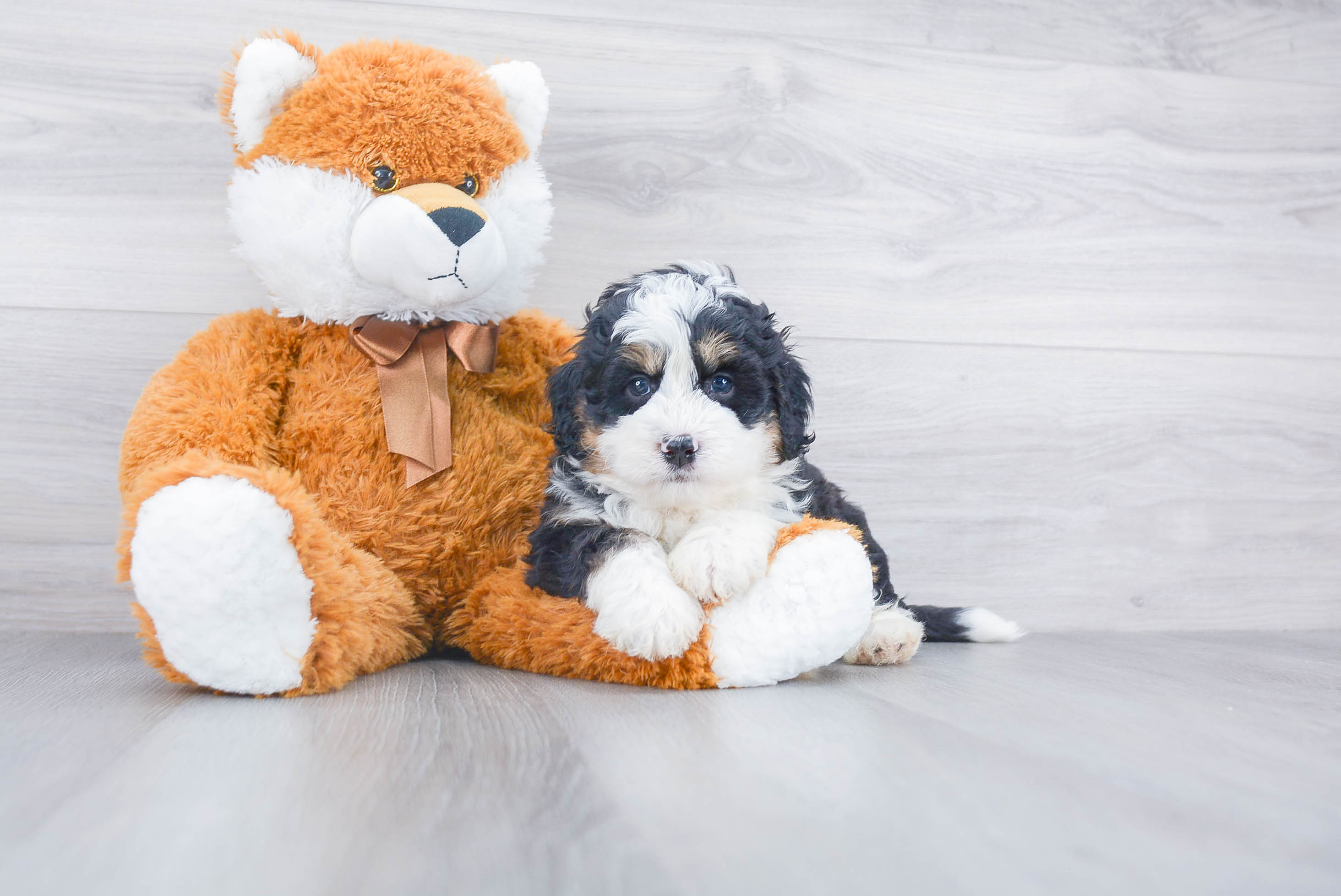 Best Mini Bernedoodle Baby