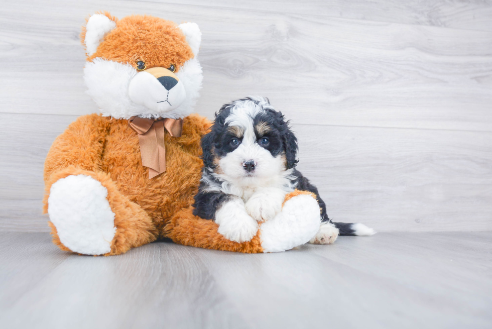 Best Mini Bernedoodle Baby