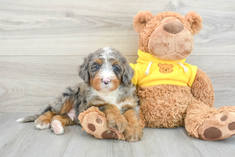 Smart Mini Bernedoodle Poodle Mix Pup