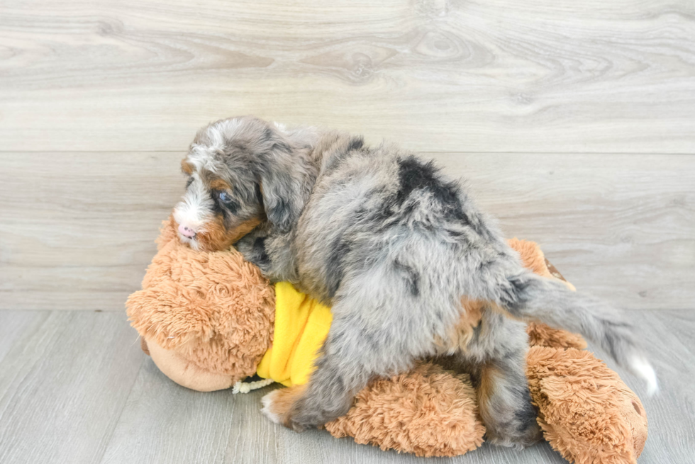 Sweet Mini Bernedoodle Baby