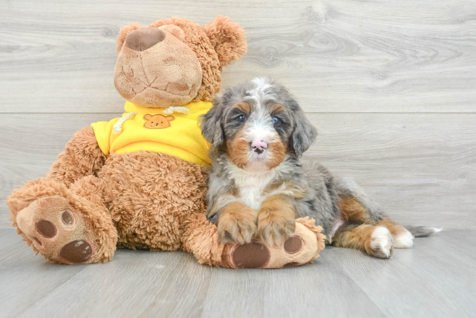 Friendly Mini Bernedoodle Baby