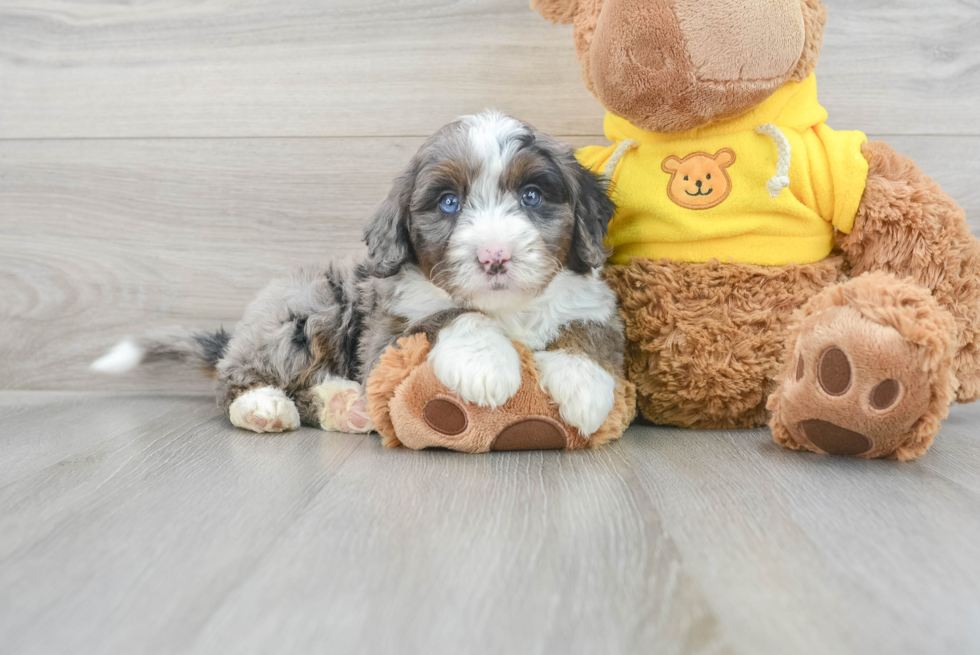 Mini Bernedoodle Puppy for Adoption