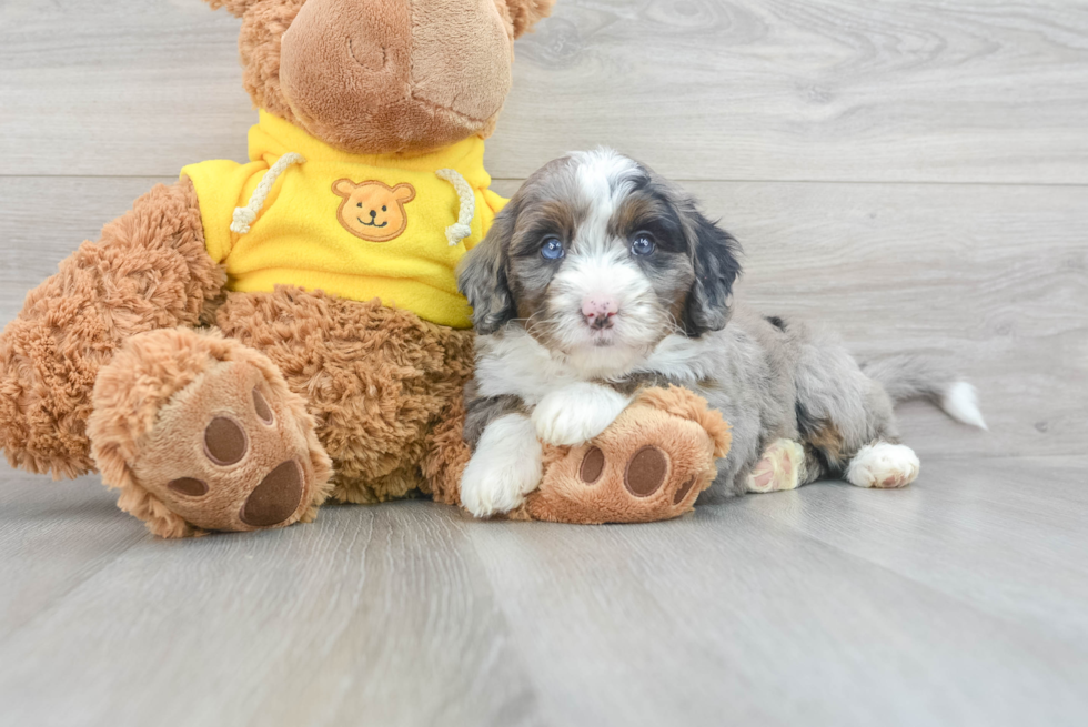 Best Mini Bernedoodle Baby