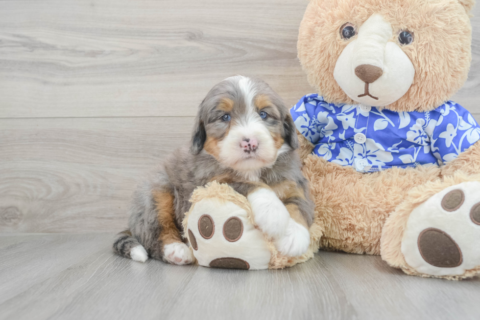 Best Mini Bernedoodle Baby