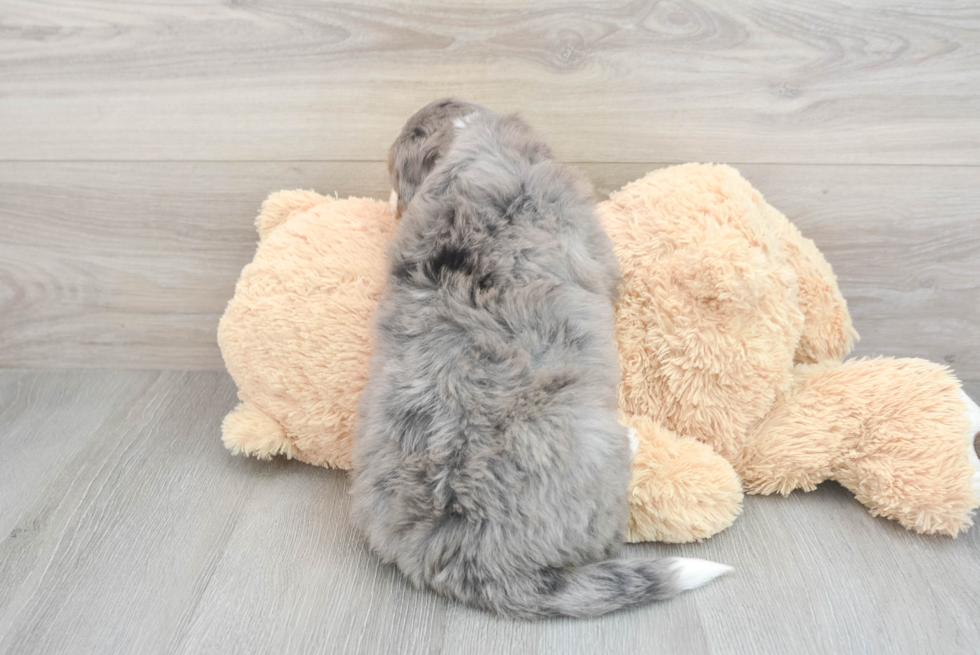 Mini Bernedoodle Pup Being Cute