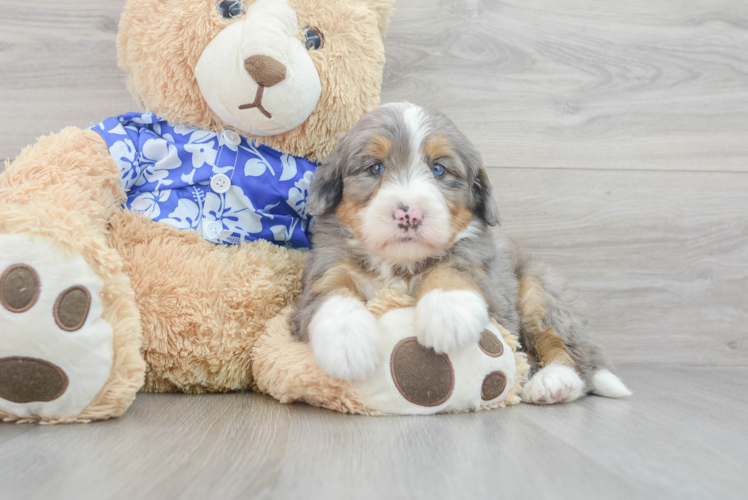 Mini Bernedoodle Puppy for Adoption