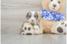 Smart Mini Bernedoodle Poodle Mix Pup