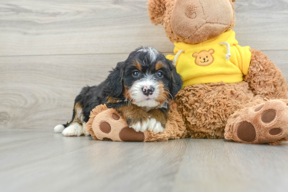 Mini Bernedoodle Pup Being Cute