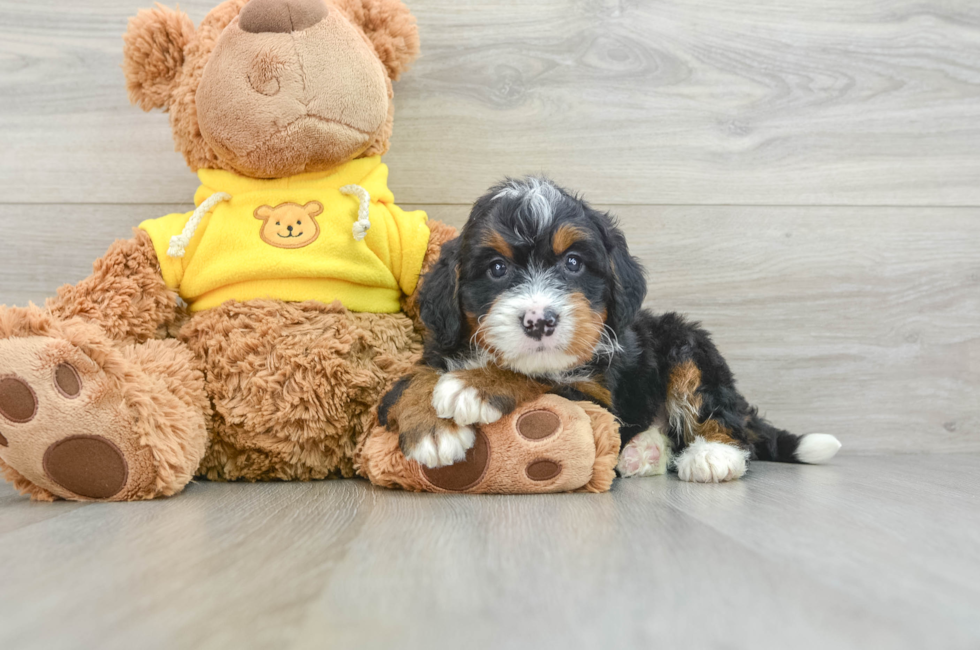 6 week old Mini Bernedoodle Puppy For Sale - Premier Pups