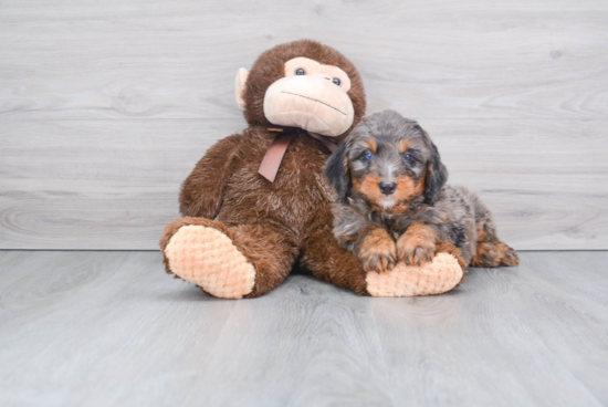 Mini Bernedoodle Pup Being Cute